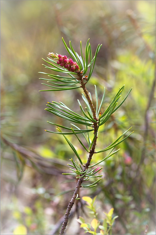 Image of Pinus sylvestris specimen.