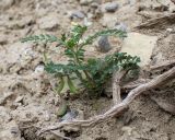 Astragalus guttatus