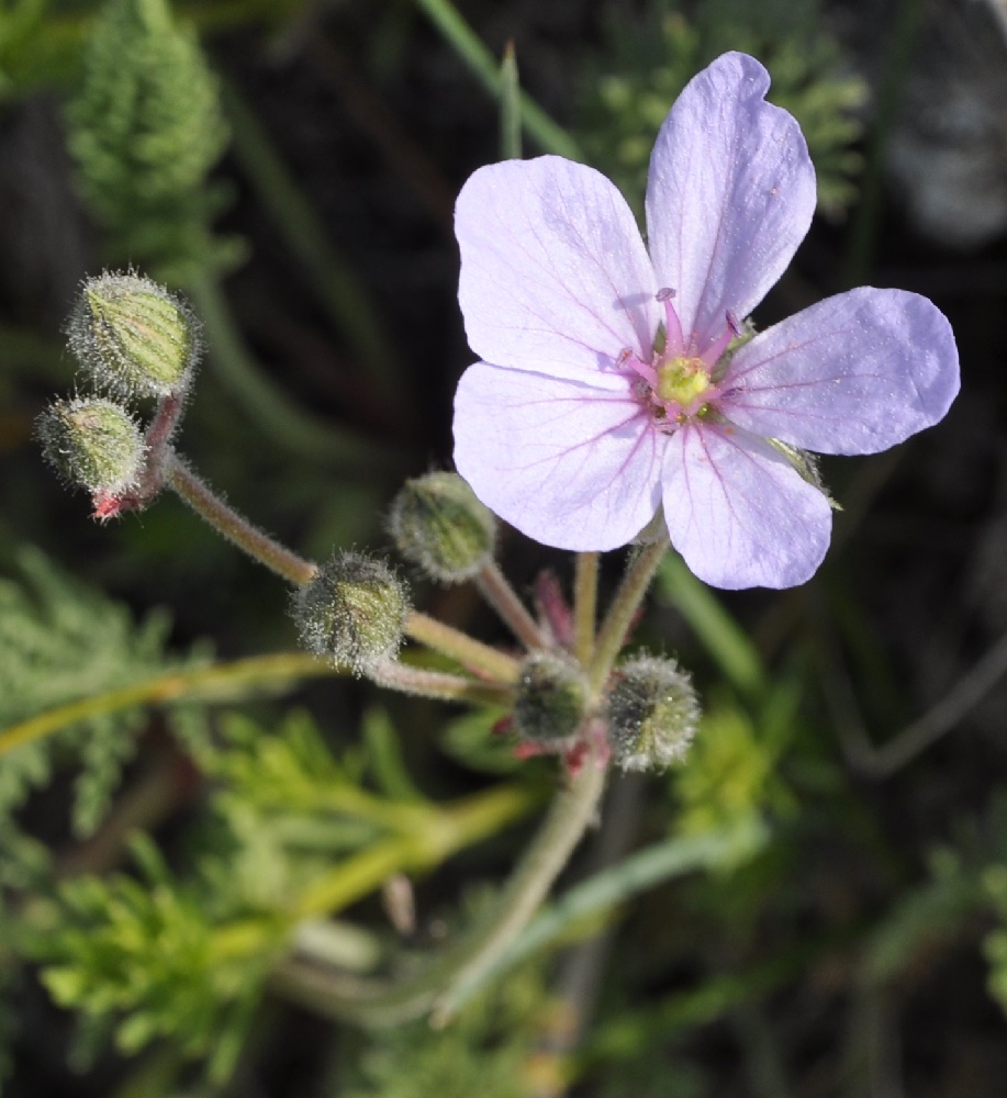 Изображение особи Erodium absinthoides.