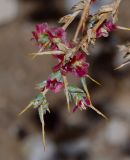 Noaea mucronata
