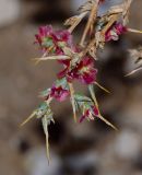 Noaea mucronata. Верхушка веточки с соплодиями. Израиль, Самарийская пустыня, окр. поселения Маале Михмаш. 27.11.2014.