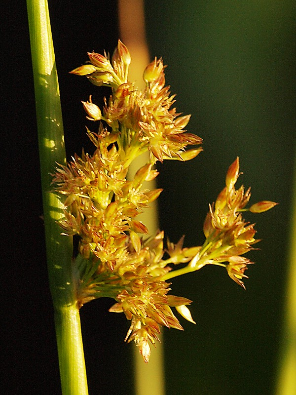 Изображение особи Juncus effusus.