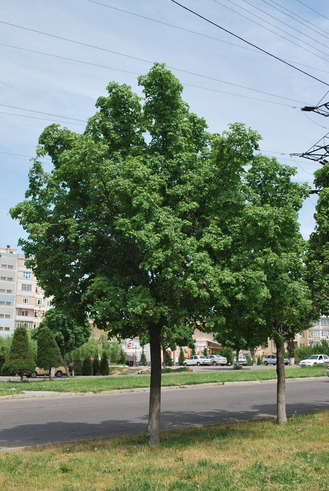Image of Acer campestre specimen.