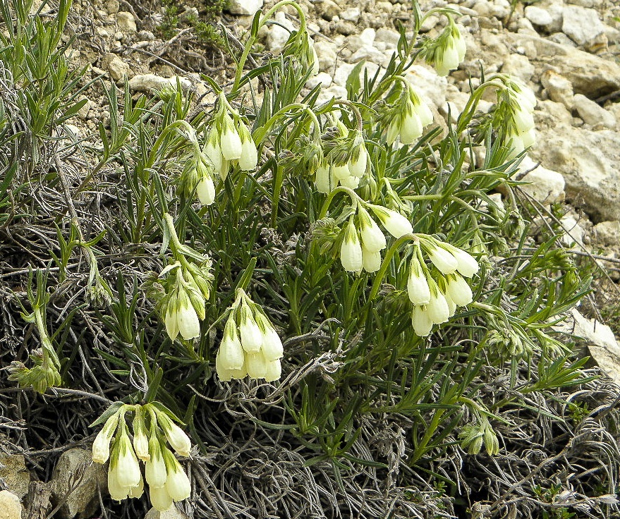 Image of Onosma tanaitica specimen.