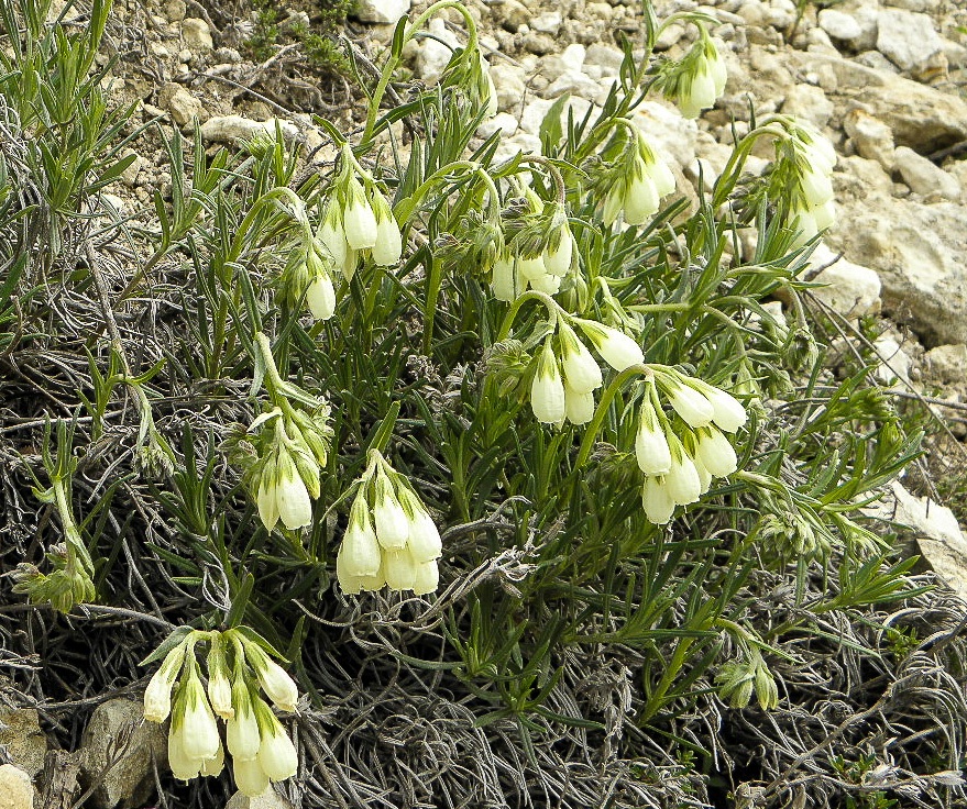 Изображение особи Onosma tanaitica.