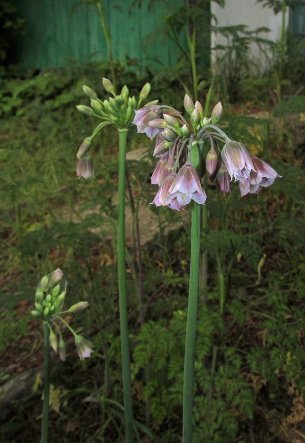 Image of Nectaroscordum bulgaricum specimen.