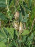 Astragalus albicaulis. Соплодие. Курская обл., Горшеченский р-н, окр. дер. Кунье, петрофитная степь на склоне балки. 06.07.2014.