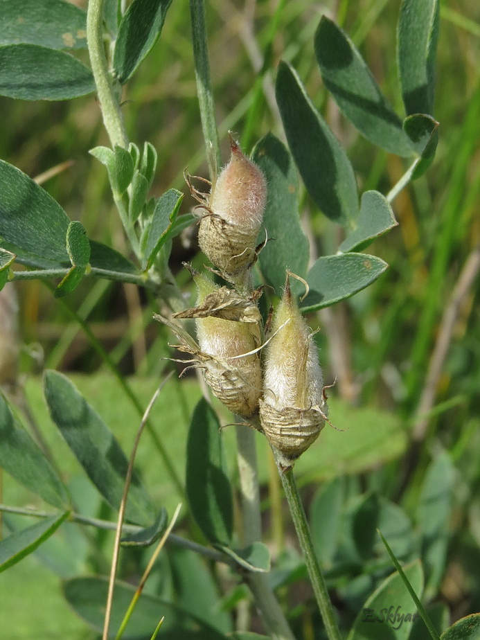 Image of Astragalus albicaulis specimen.