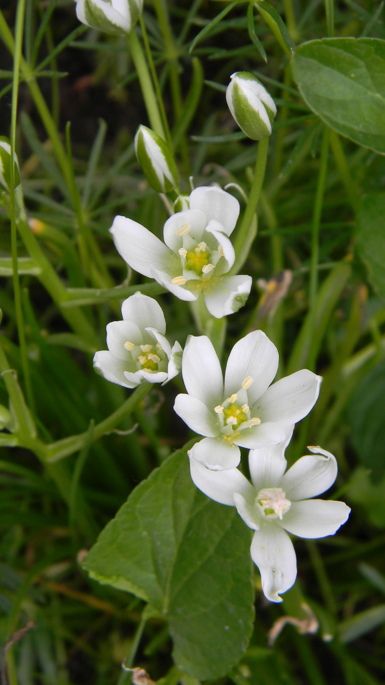 Изображение особи род Ornithogalum.