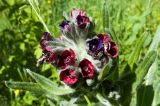 Cynoglossum officinale