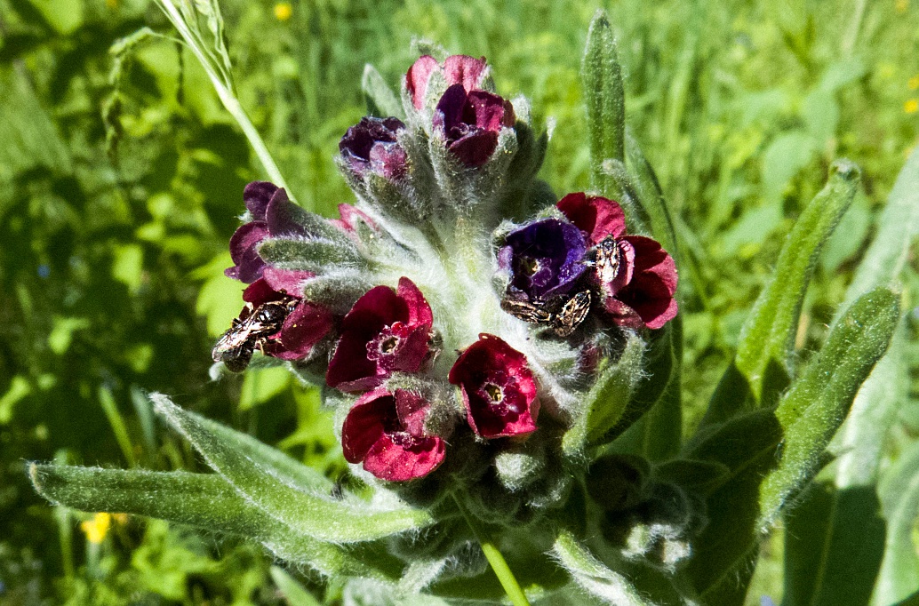 Изображение особи Cynoglossum officinale.