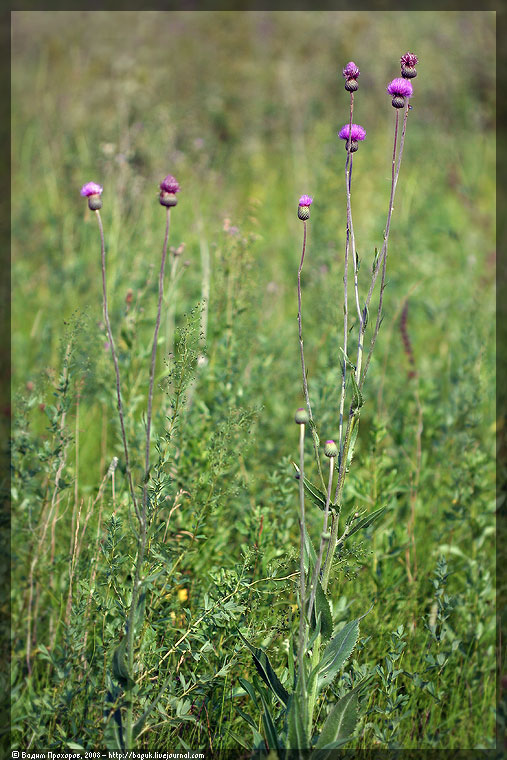Image of Cirsium canum specimen.