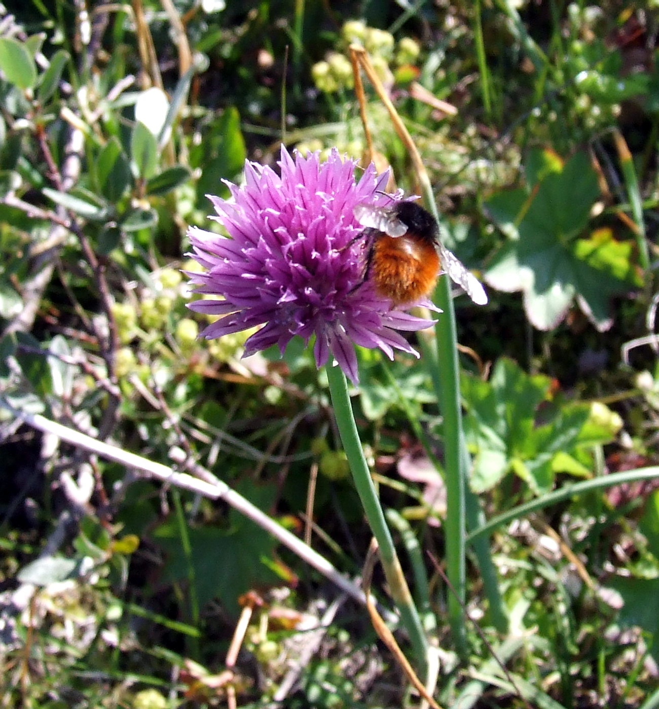 Изображение особи Allium schoenoprasum.