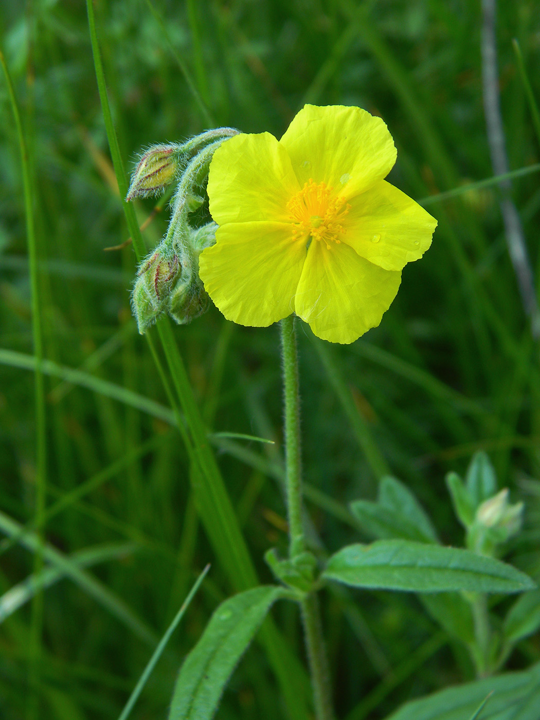 Image of Helianthemum nummularium specimen.