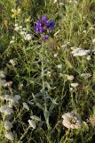 Anchusa officinalis. Цветущее растение. Молдавия, долина р. Реут в окр. с. Требужены, зарастающая залежь. 22.06.2008.