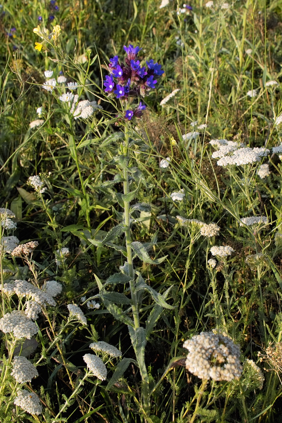 Image of Anchusa officinalis specimen.