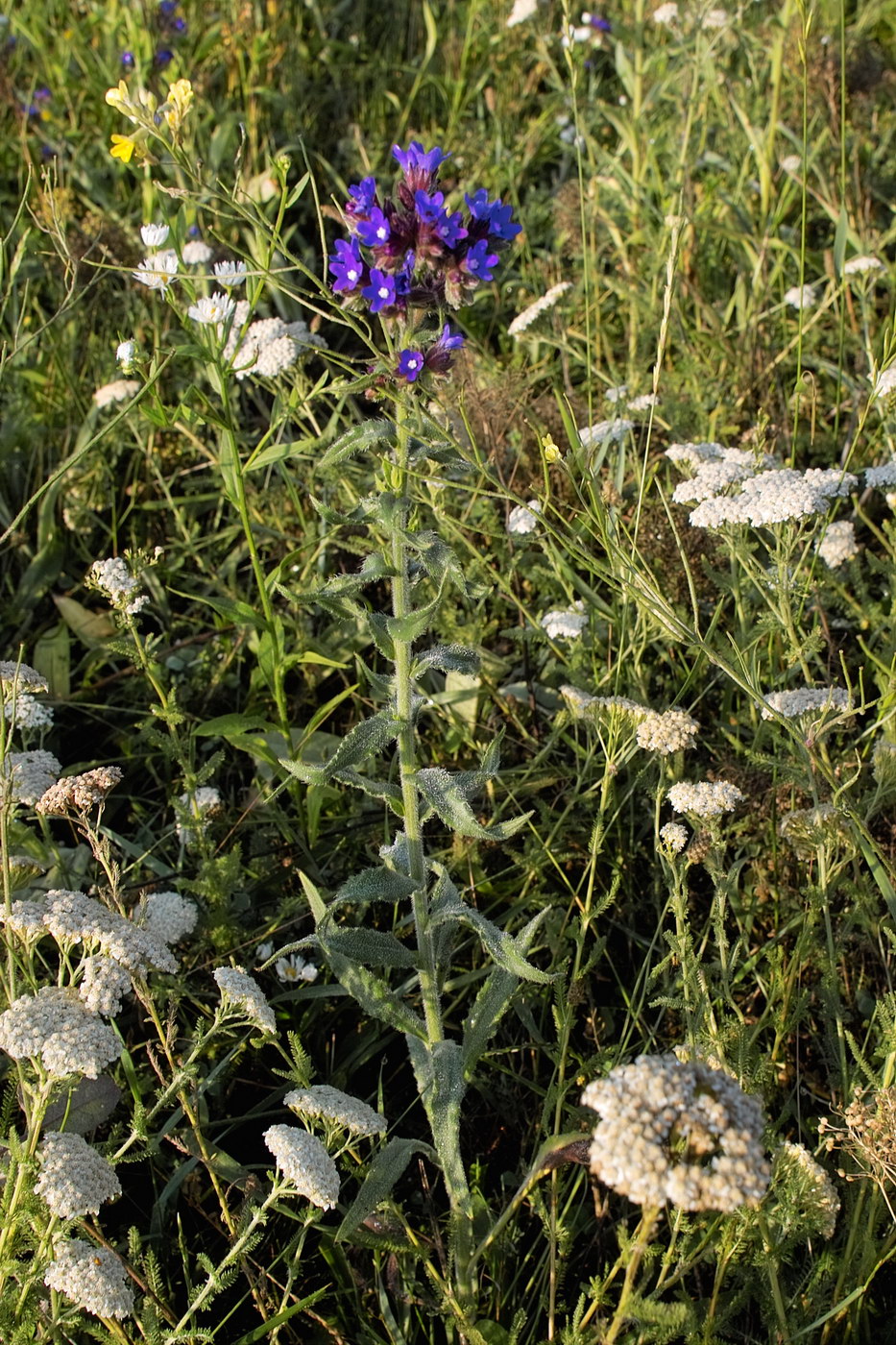 Изображение особи Anchusa officinalis.