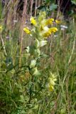 Rhinanthus vernalis