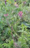 Astragalus cornutus. Верхушка цветущего растения. Украина, Днепропетровская обл., Криворожский р-н, окр. с. Широкое, склон балки. 08.06.2016.