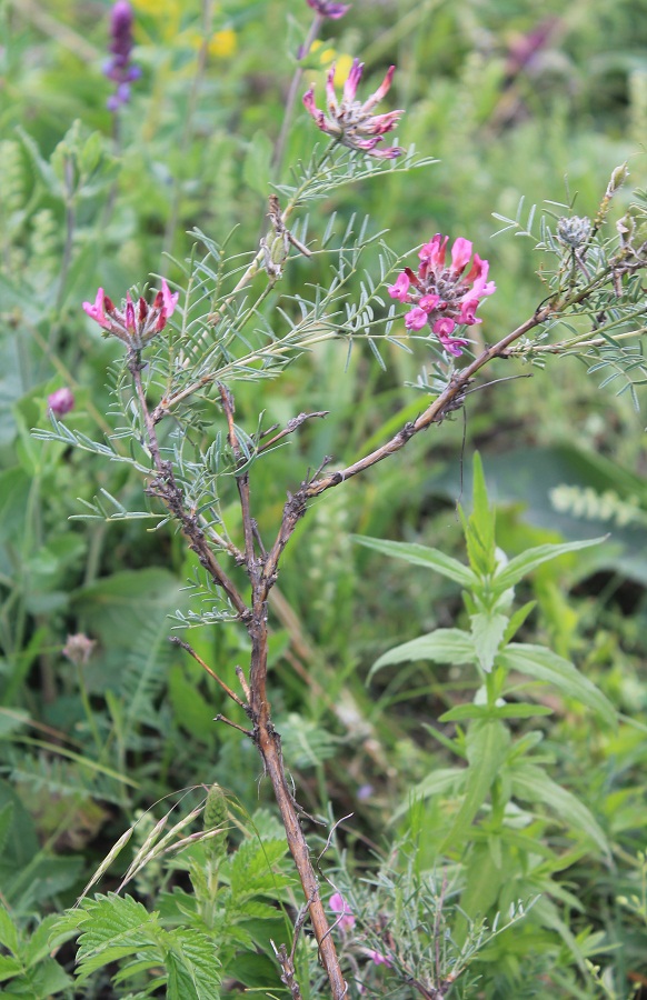 Изображение особи Astragalus cornutus.