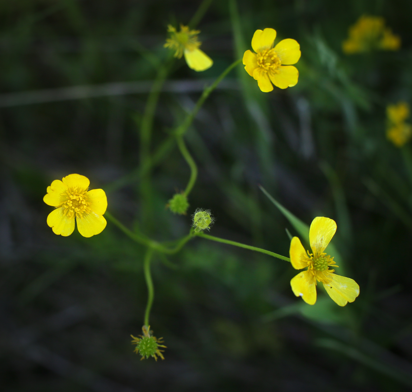 Image of Ranunculus polyanthemos specimen.