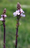 Verbena officinalis