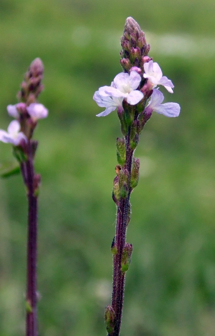 Image of Verbena officinalis specimen.
