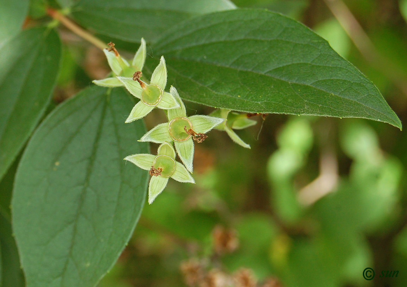 Image of Philadelphus coronarius specimen.