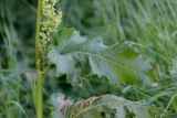 Rumex confertus