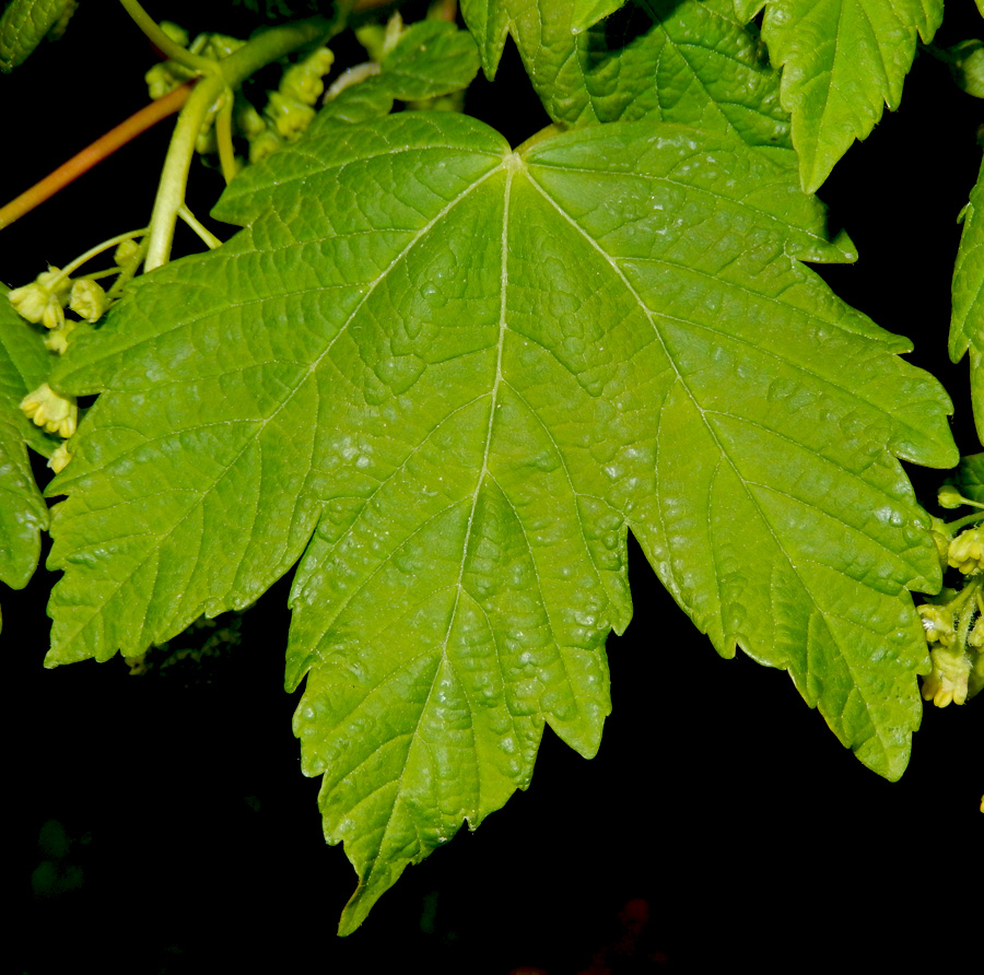 Image of Acer pseudoplatanus specimen.