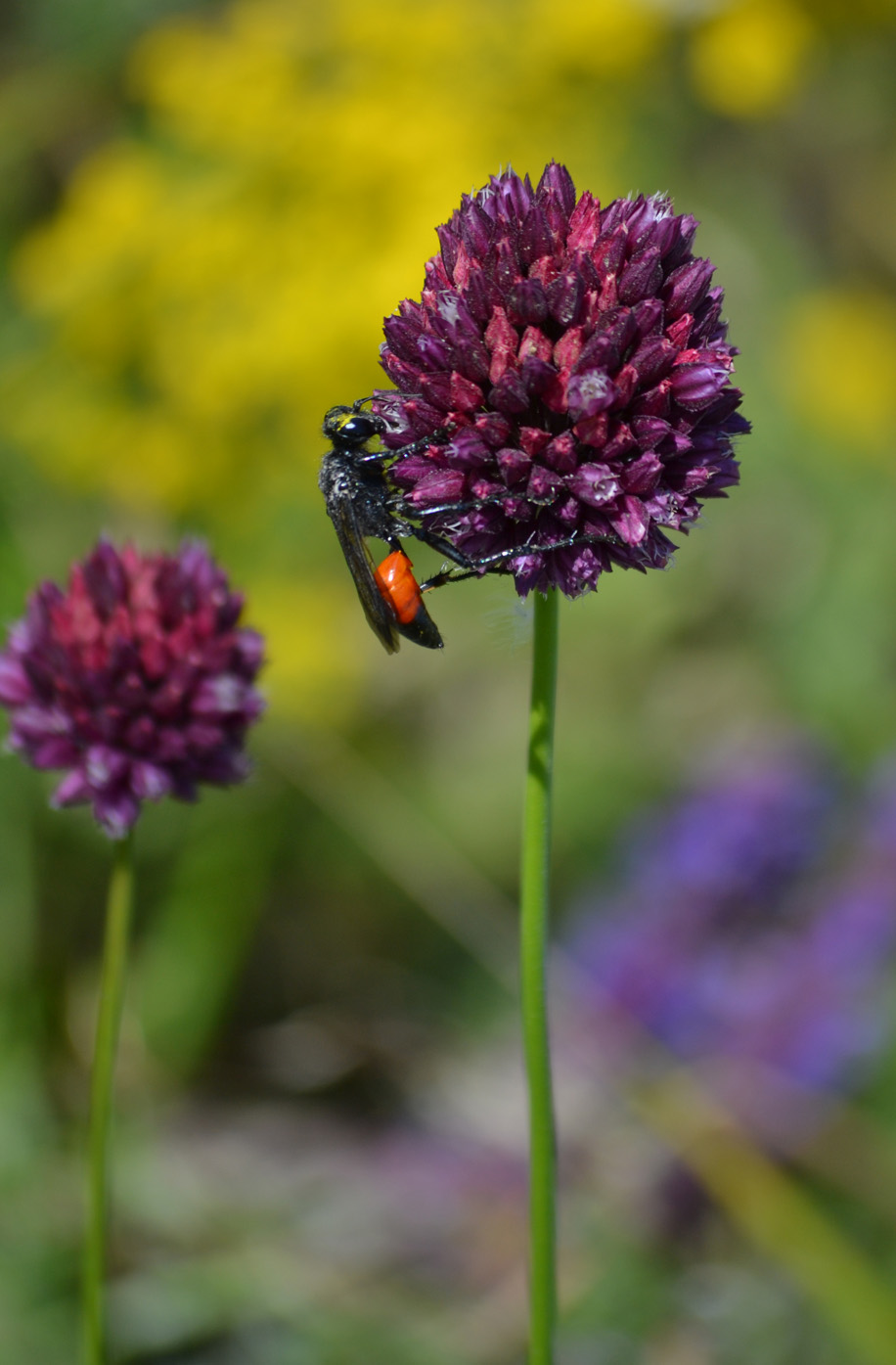 Изображение особи Allium rotundum.