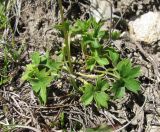 Ranunculus crassifolius