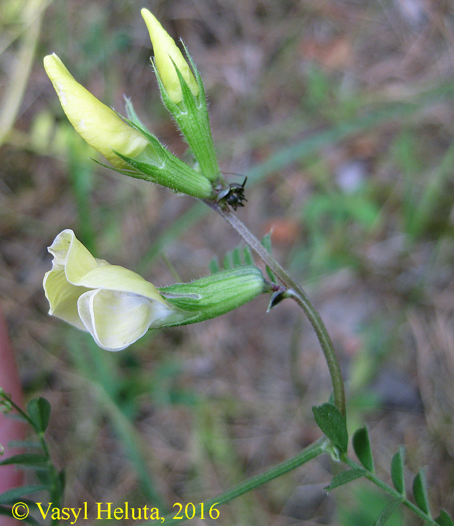 Image of Vicia grandiflora specimen.