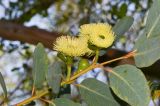 Eucalyptus woodwardii