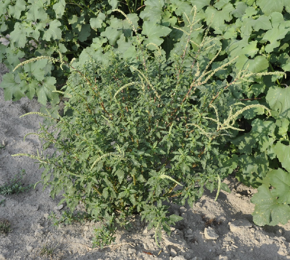 Изображение особи Amaranthus spinosus.