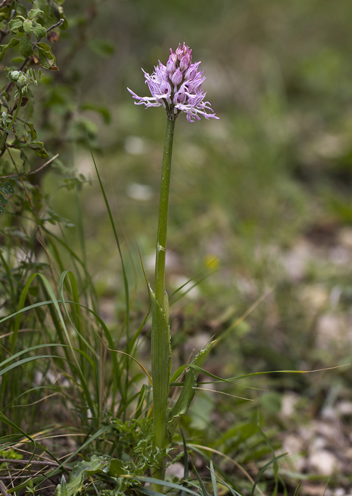 Изображение особи Orchis italica.