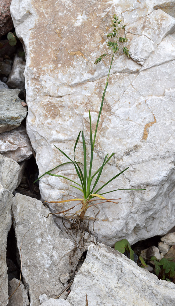 Image of Poa alpina specimen.