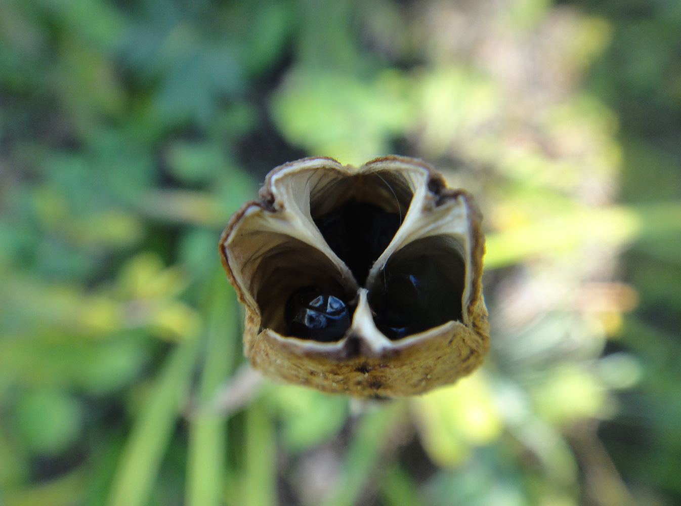 Image of Hemerocallis minor specimen.