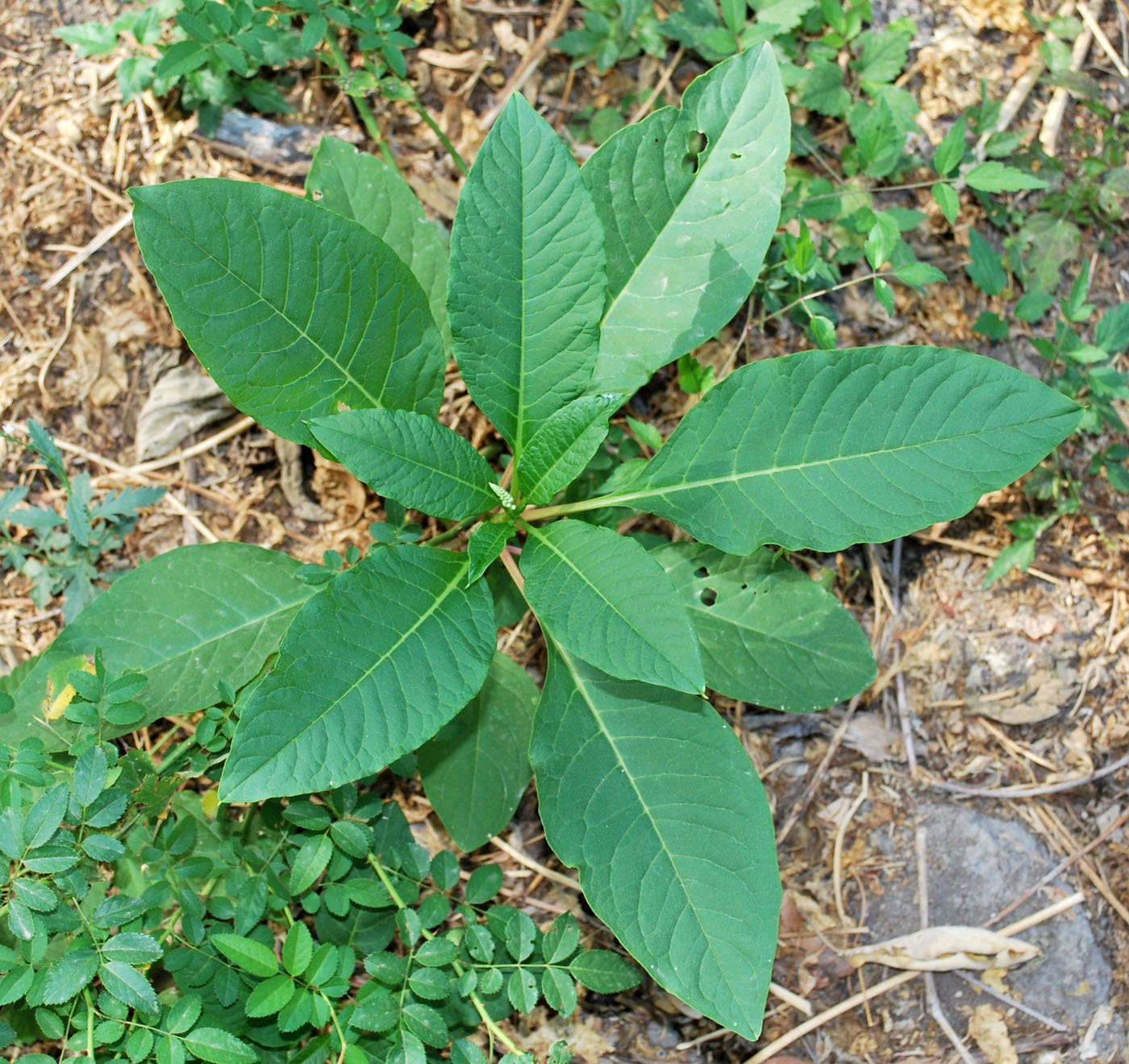 Изображение особи Phytolacca americana.