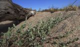 Polygonum maritimum. Побеги с цветками. Испания, автономное сообщество Каталония, провинция Жирона, комарка Баш Эмпорда, муниципалитет Тороэлья-де-Монгри, пляж Фонольера (la Fonollera) к югу от устья р. Тер, тыловой склон эмбриональной дюны. 30.08.2016.