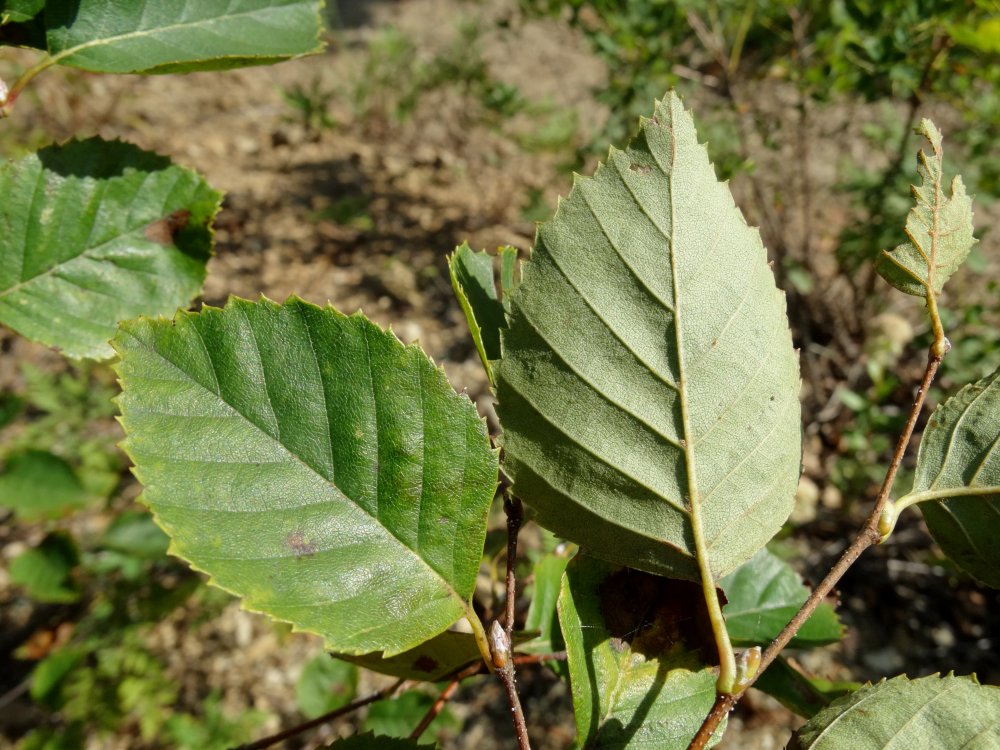 Изображение особи Betula dauurica.