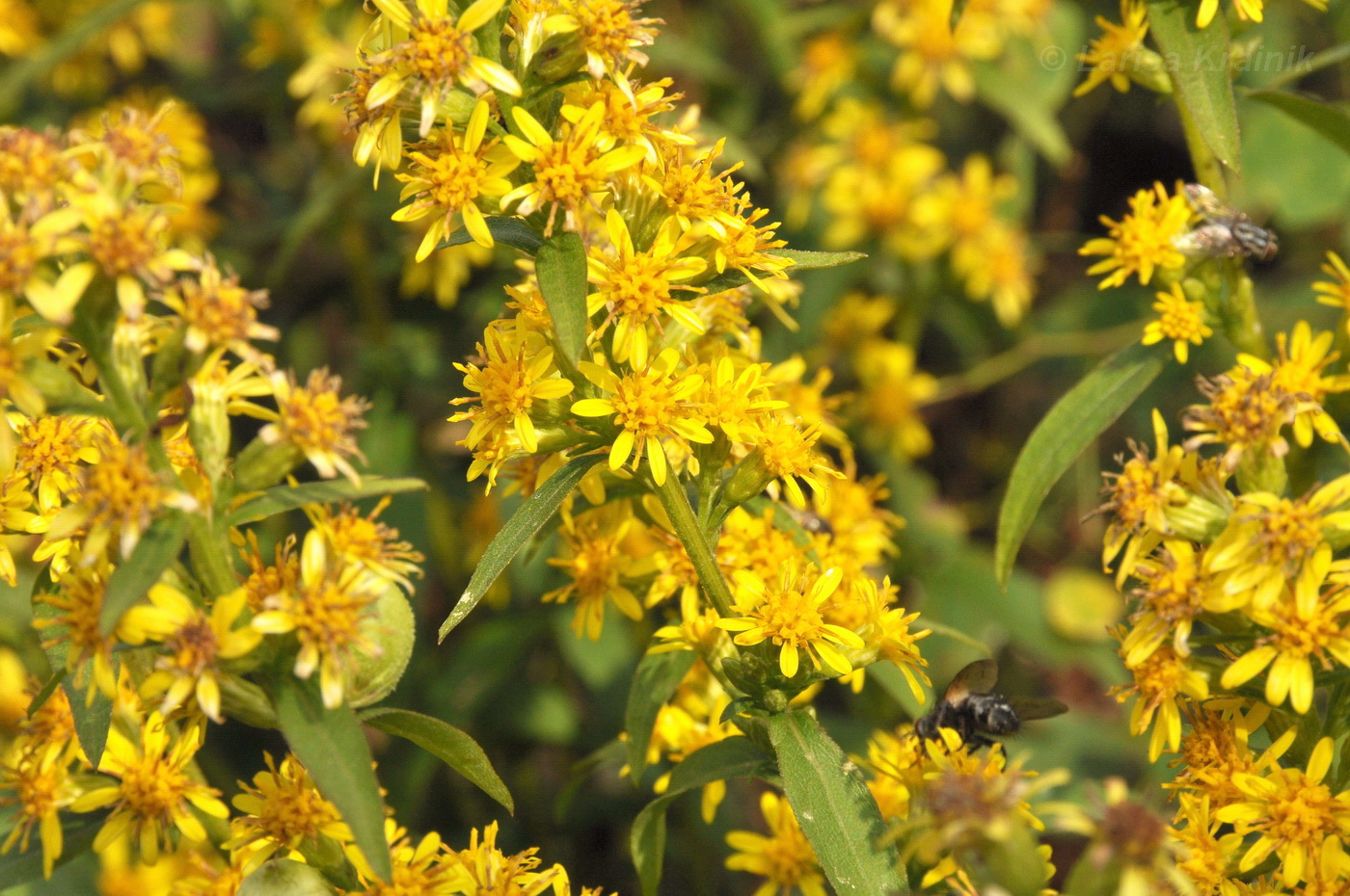 Image of Solidago virgaurea ssp. dahurica specimen.