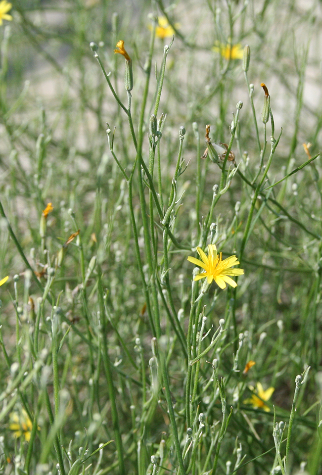 Изображение особи Chondrilla juncea.