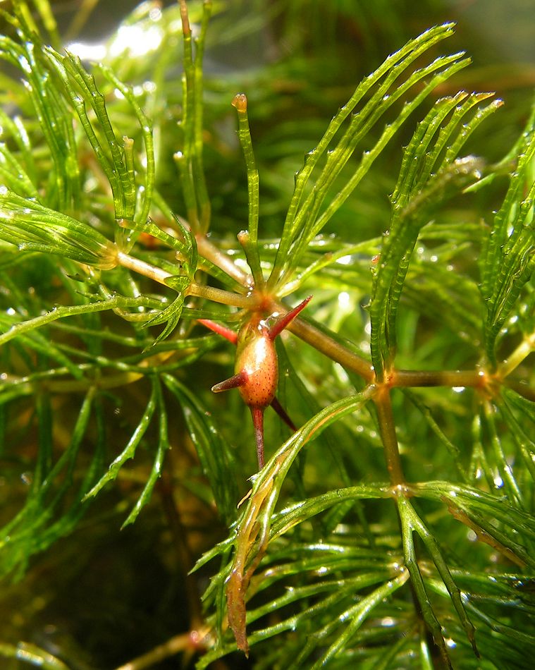 Изображение особи Ceratophyllum oryzetorum.