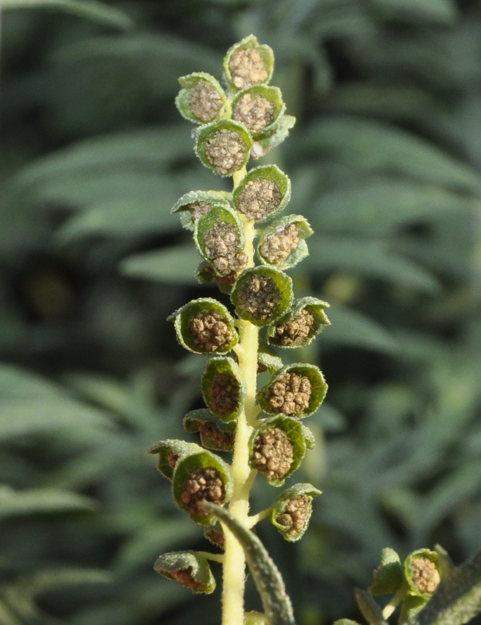 Image of Ambrosia psilostachya specimen.