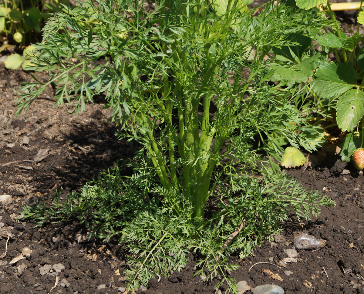 Изображение особи Daucus sativus.