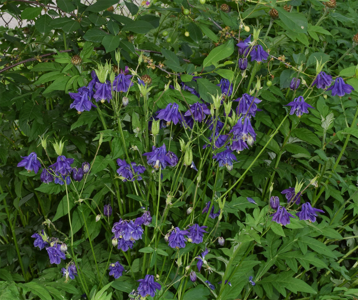 Image of Aquilegia vulgaris specimen.