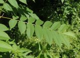 Juglans cinerea