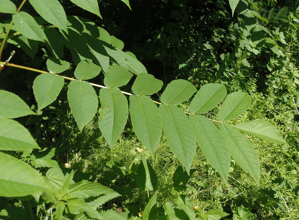 Изображение особи Juglans cinerea.