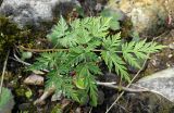 Conioselinum tataricum